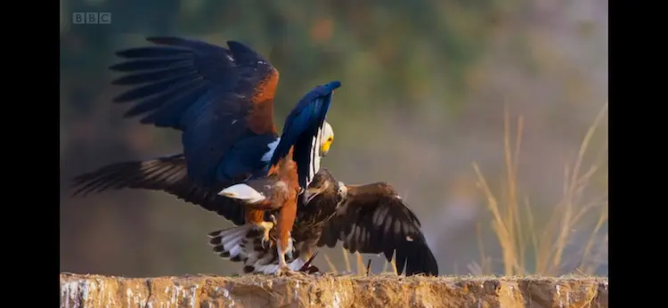 African fish eagle (Haliaeetus vocifer) as shown in A Perfect Planet - Weather